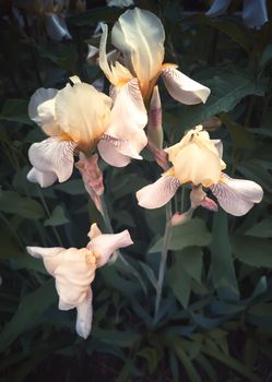 Closeup of the beautiful blossoms of pale yellow iris flowers on a background of garden irises and other flowers.