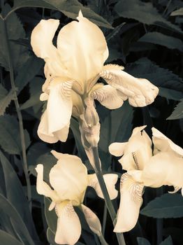 Closeup of the beautiful blossoms of pale yellow iris flowers on a background of garden irises and other flowers.