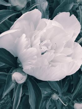 The beautiful large white peony blossoming in a garden among the green leaves, is photographed by a close up.