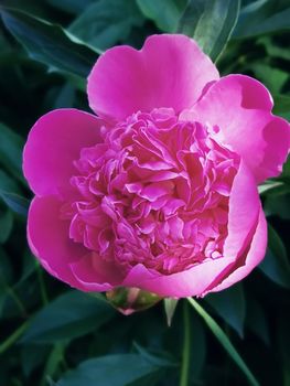 The beautiful pink large peony blossoming in a garden, is photographed by a close up.