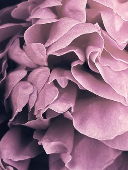 The most beautiful pink peony . Close-up of the Central part of the peony.