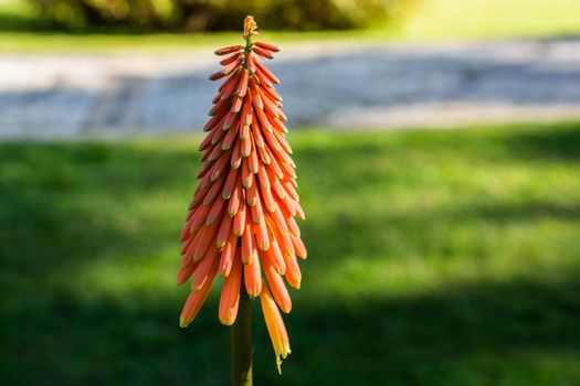 Blooming beautiful Red Hot Poker Flowers  flowers in view