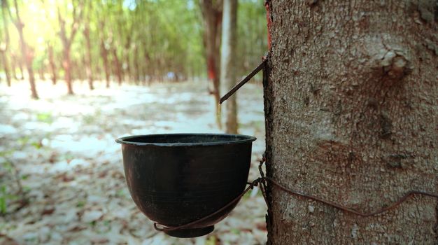 Harvesting in rubber plantations in the Northeast of Thailand.