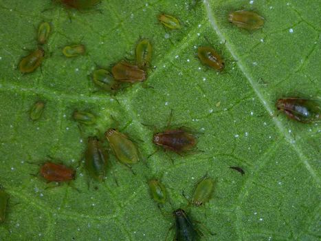 lice on a leaf of a mallow