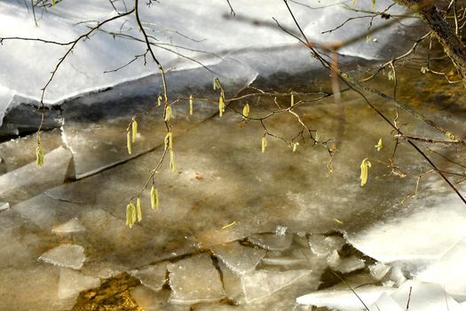 Hazelnut blossom in Germany in wintertime at a creek with ice