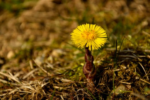 Coltsfoot, medicinal plant with flower in spring