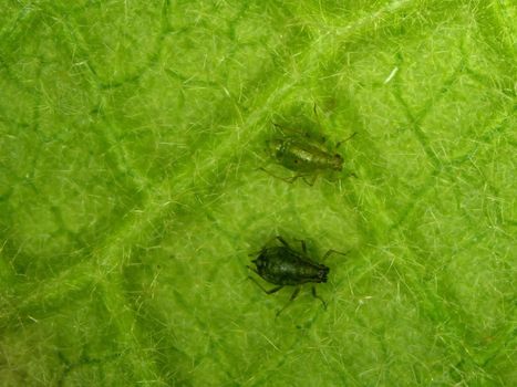 lice on a leaf of a mallow
