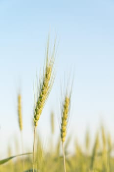 Barley grain hardy cereal that has coarse bristles extending from the ears chiefly for use in brewing and for flour