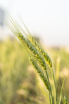 Barley grain hardy cereal that has coarse bristles extending from the ears chiefly for use in brewing and for flour