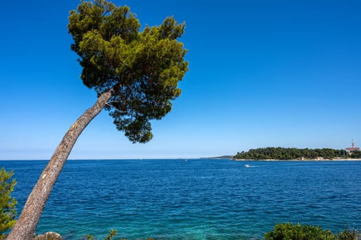 Lovely pine tree by the sea seen in Croatia