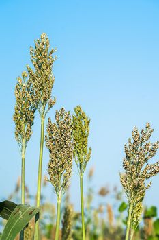 Close up Sorghum or Millet an important cereal crop in field agent blue sky