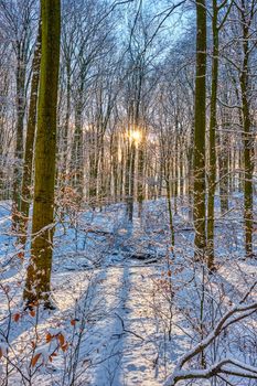 Beautiful beech forest in winter backlit by the setting sun