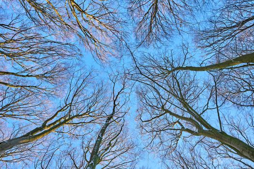 View upwards to the top of some beech trees, seen in a german forest