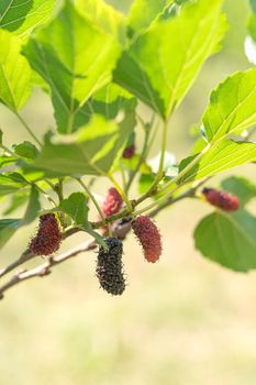 Fresh mulberry fruit on tree in nature,Ripe mulberry on the branches