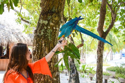 wild parrot that trusts man and takes food at a safe distance, even upside down