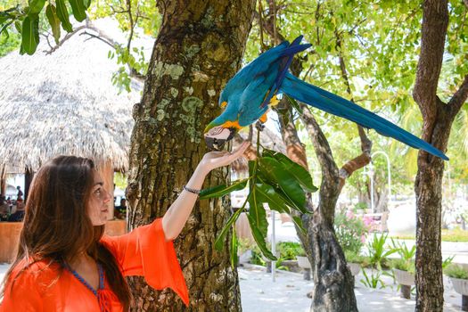 wild parrot that trusts man and takes food at a safe distance, even upside down