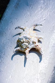 empty tropical shell taken just to see it and then placed in the sea