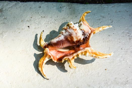 empty tropical shell taken just to see it and then placed in the sea