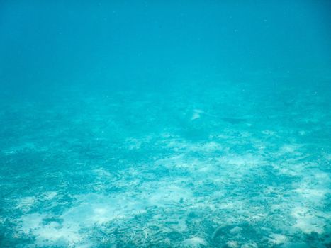 Maldives, plankton and tropical fishes near the re-growing coral reef