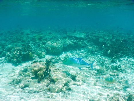 Maldives, plankton and tropical fishes near the re-growing coral reef