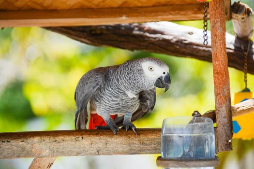 wild parrot that to survive must be kept tied because it does not eat alone