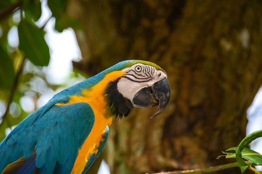 colored parrot that to have food makes the acrobat cling to a tree branch