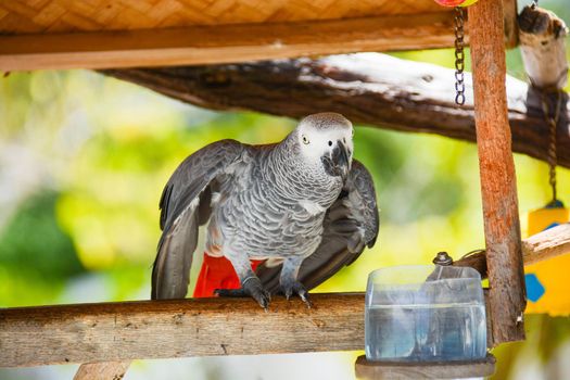 wild parrot that to survive must be kept tied because it does not eat alone