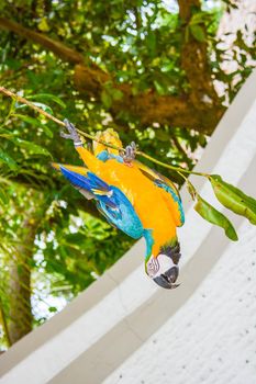 colored parrot that to have food makes the acrobat cling to a tree branch