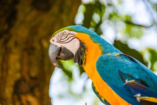 colored parrot that to have food makes the acrobat cling to a tree branch