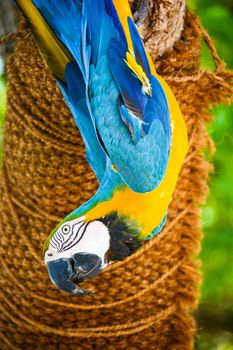 colored parrot that to have food makes the acrobat cling to a tree branch