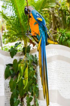 colored parrot that to have food makes the acrobat cling to a tree branch