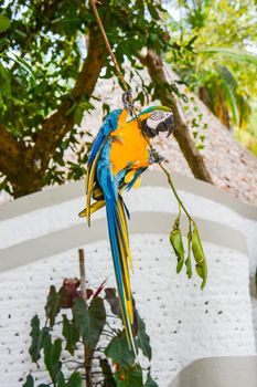 colored parrot that to have food makes the acrobat cling to a tree branch