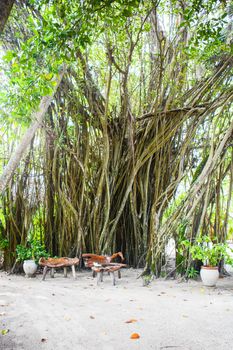 maldives, the tree called NIKA is a rare tree grown only on some islands of the atoll of ARI and is very ancient it has a sacred meaning in the ancient Maldivian culture