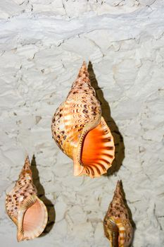 maldives, a shell used by the ancient Maldivians as a lure during fishing and also as a musical instrument