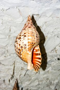 maldives, a shell used by the ancient Maldivians as a lure during fishing and also as a musical instrument