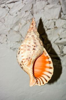 maldives, a shell used by the ancient Maldivians as a lure during fishing and also as a musical instrument