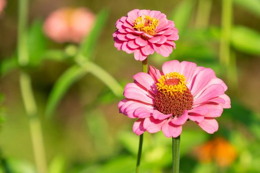 Zinnia flowers on a blurred vegetable background.