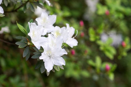 Shrub of white Azalea flowers with pink spots on a dark background.