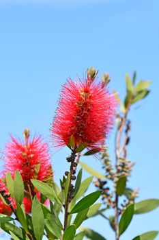 Crimson bottlebrush flower - Latin name - Melaleuca citrina (Callistemon citrinus)