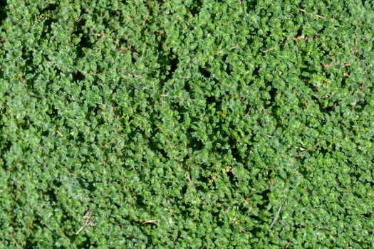 Wild thyme - Latin name - Thymus polytrichus