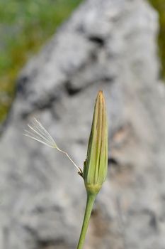 Common salsify closed seed head - Latin name - Tragopogon porrifolius