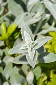 Lambs ears Silver Carpet - Latin name - Stachys byzantina Silver Carpet