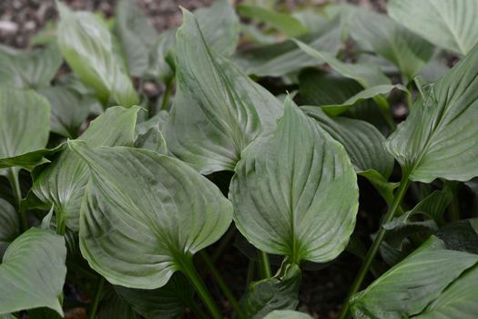 Mountain hosta leaves - Latin name - Hosta kiyosumiensis