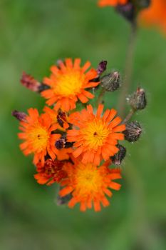 Orange hawkweed Rotgold Hybrids - Latin name - Pilosella aurantiaca Rotgold Hybrids (Hieracium aurantiacum Rotgold Hybrids)