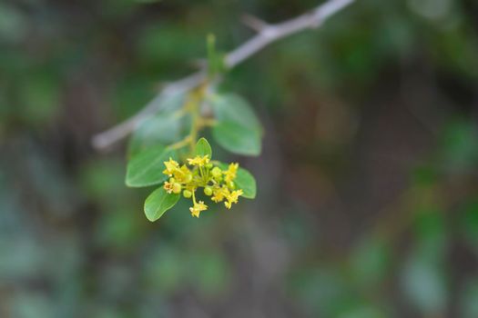 Christs thorn branch with flowers - Latin name - Paliurus spina-christi
