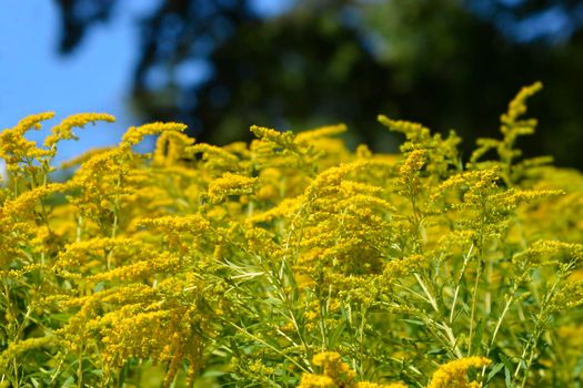 Canadian goldenrod yellow flowers - Latin name - Solidago canadensis