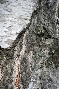 Common birch bark detail - Latin name - Betula pendula