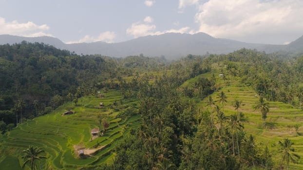 tropical landscape rice fields, palm trees in mountains. aerial view rice terrace, agricultural land