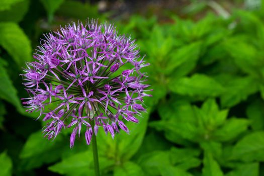 Allium sort Mercurius: decorative onion blooms in the flower garden in early summer.