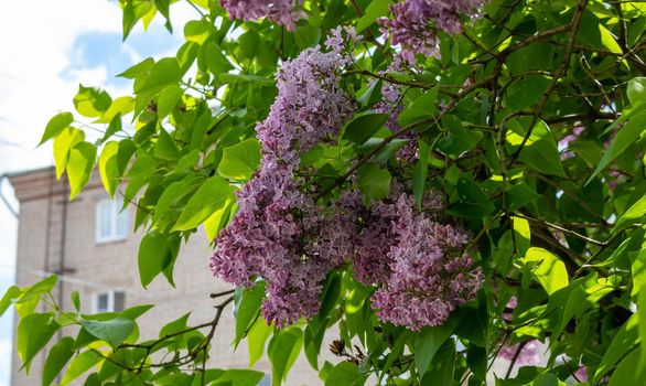 Lilac blossom flowers spring view. Spring lilac flowers. Lilac blooms. A beautiful bunch of lilac.
